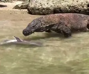 حیات وحش وحشی؛ اژدهای کومودو تو ساحل خوش می گذروند که ناهار جذاب هم نصیبش شد