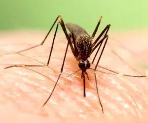آخرین وضعیت تب دنگی در کشور؛ پشه آئدس در ۸ استان