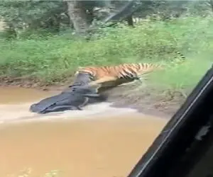 مستند حیات وحش؛ فیس تو فیس مذبوحانه ببر و کروکودیل