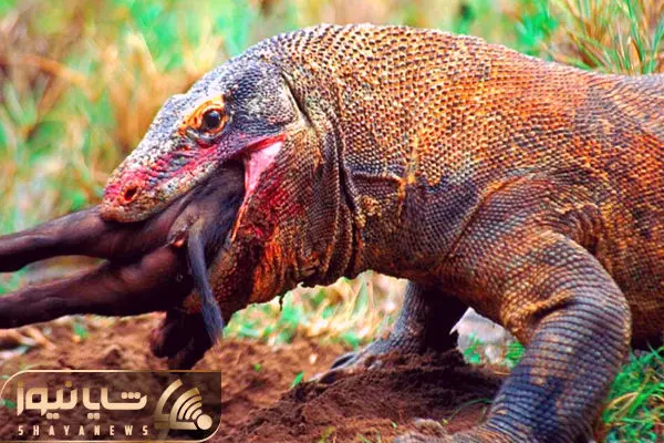 Komodo dragon shayanews