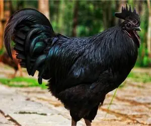 کارخانه حیوانات؛ بقا تنها سهم خروس هاییست که سیاه متولد شده و پول پارو میکنند