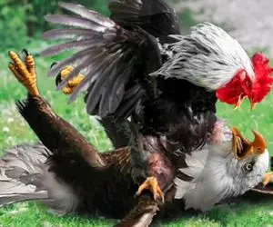 شاهکار حیات وحش / عقاب طماع شیرجه زد تو حرمسرای خروس آشوب بپا کنه زخمی جنگ شد