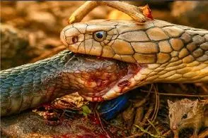 مستند حیات وحش؛ مار گشنه همنوع هم نمیشناسه