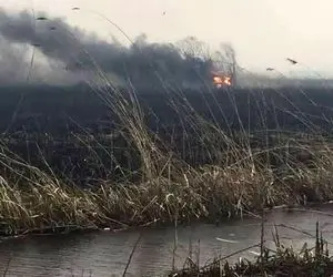 قصه تلخ خشکیِ تالاب هورالعظیم به روایت معصومه ابتکار