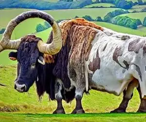 گاوهای باورنکردنی؛ با هورمون و هوش مصنوعی گاو پرورش دادن 315 کیلو عضله خالص