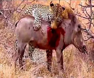 از جذابیت‌های حیات وحش؛ پلنگ خنگ کمین کرد گراز و بخوره ولی افتاد قطع نخاع شد