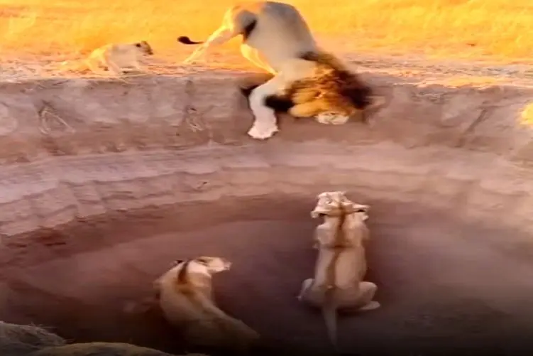 معماری طبیعت؛ شیرهای هوو سر حسودی بهم سلطانم کشیدن تو گودال