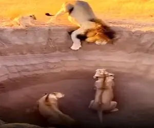 معماری طبیعت؛ شیرهای هوو سر حسودی بهم سلطانم کشیدن تو گودال