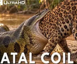 جگوار آمازون حتی شکارچی هارو هم میزنه!