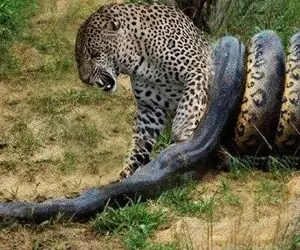 بدایع حیات وحش؛ پیتون هرکول پیچید دور پلنگ چش قشنگه حرکت نکنه خفه شه ببلعتش