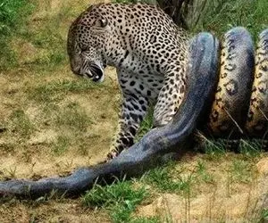 بدایع حیات وحش؛ پیتون هرکول پیچید دور پلنگ چش قشنگه حرکت نکنه خفه شه ببلعتش