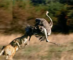 مستند حیات وحش؛ پلنگ سریع گذاشت دنبال شترمرغ تا پر پرش نکرد ول کن نشد