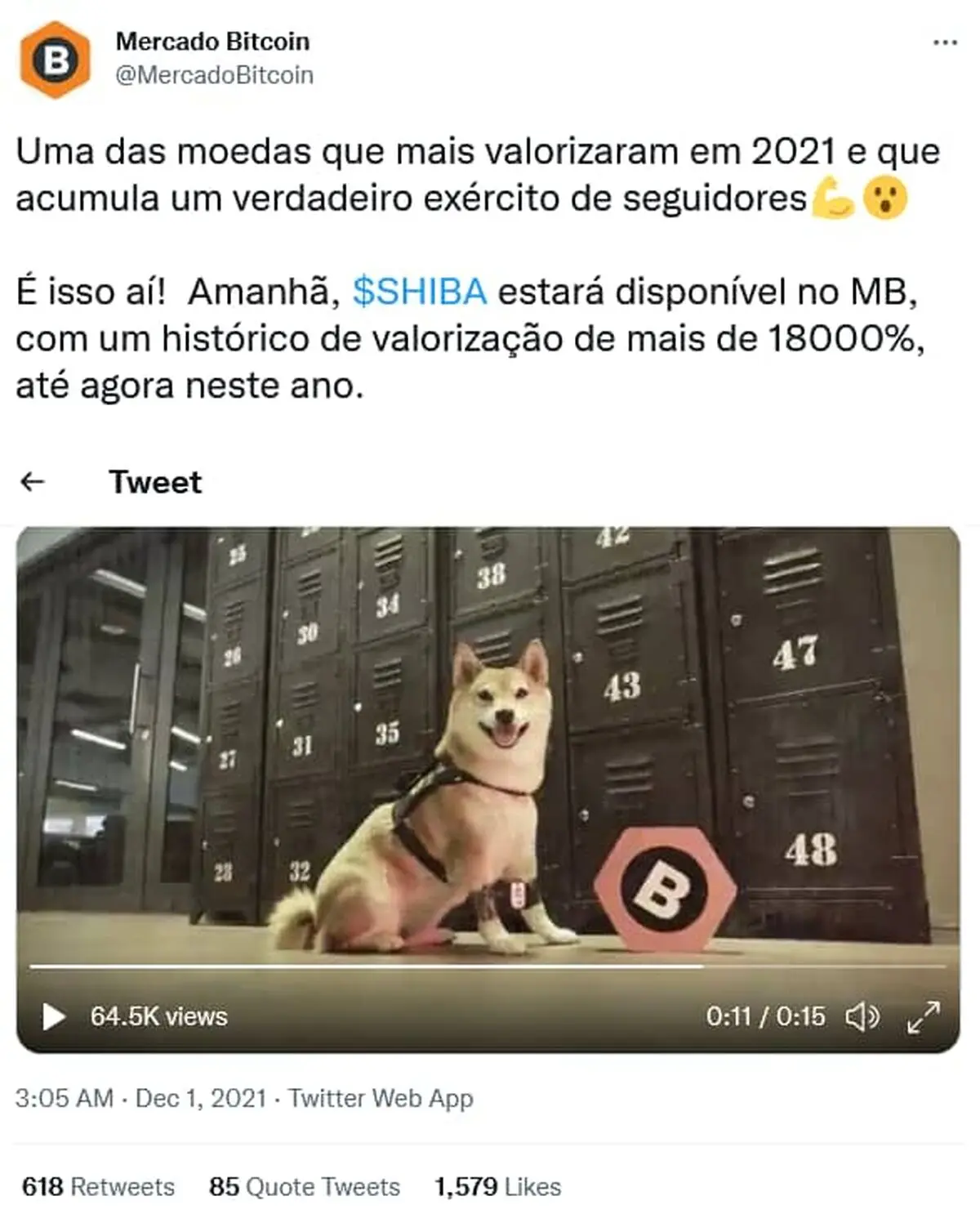 shiba