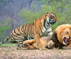 از جذابیت هاحیات وحش؛ نبرد دلخراش شبانه شیر و ببر؛ چه خون و خونریزی راه انداختن!