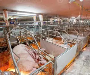 فرآوری خوک؛ خوک صورتی های هندی که 124 کیلو گوشت شدن رو میندازن درسته تو چرخ 