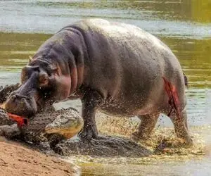 جذابیت حیات وحش؛ اسب آبی ستبر پوست تمساح زمختی که داشت گرازو میخورد پاره کرد