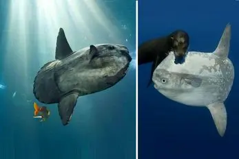 ماهی غول پیکری که فکر می‌کنید وامیسته تا خورده بشه اما داستان چیز دیگری است