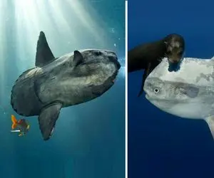 ماهی غول پیکری که فکر می‌کنید وامیسته تا خورده بشه اما داستان چیز دیگری است