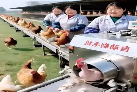 دامداری نوین؛ دستگاه مرغا رو لخت مادرزاد میکنه