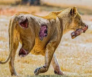 جذابیت حیات وحش؛ کفتار ددمنش پای شیر شقی و کند اونم به دندون گرفت وصلش کنه