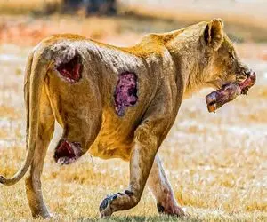 جذابیت حیات وحش؛ کفتار ددمنش پای شیر شقی و کند اونم به دندون گرفت وصلش کنه