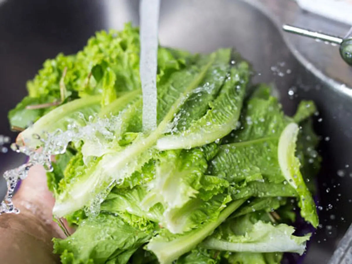 store-lettuce-refrigerator-2