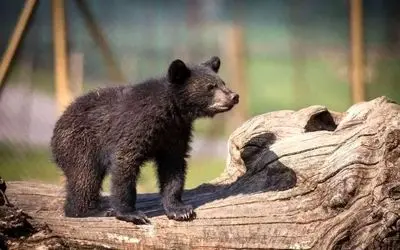 توله خرس گمشده پارک پردیسان پیدا شد؟