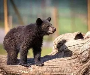 توله خرس گمشده پارک پردیسان پیدا شد؟