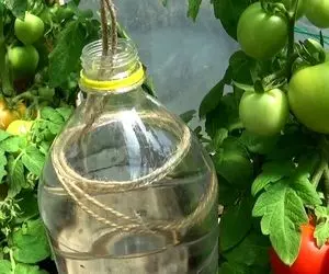 ایده های خلاقانه؛ آبیاری قطره ای با بطری پلاستیکی دوغ و یه طناب ساده بدون هزینه