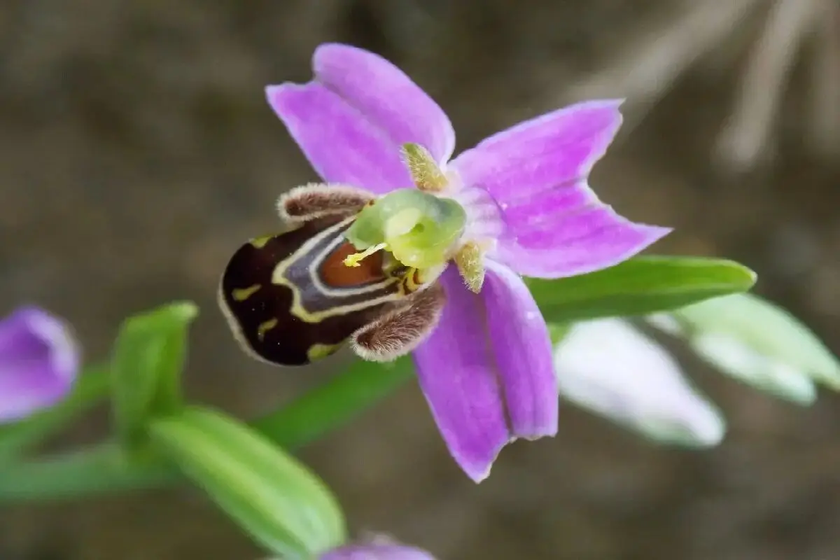 زنبور