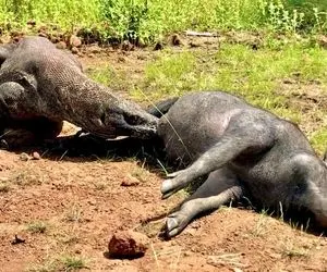 از جذابیت های حیات وحش؛ کومودوی خبیث به نعش گراز هم رحم نکرد و شرحه شرحه کردش