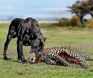 مستند حیات وحش؛ وقتی پلنگ به استراتژیک بودن سگ میبازد