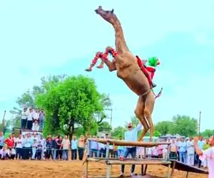 عجایب روزگار؛ شتر ژیمناستیک کار روی 2 تا پاش وایمیسه و حرکات آکروباتیک رقص دار میره