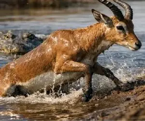 مستند حیات وحش؛ وقتی ایمپالا جان خود را به آروار های برنده تمساح می بازد