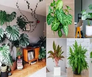 ترفند رشد انفجاری گیاهان آپارتمانی / گل چیه این کود رو کله ی آدم کچلم چمن سبز میکنه!