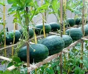 کشاورزی نوین؛ واسه کاشت هندوانه باغچه دستساز درست کرده بقچه پیچ آویزون کرد