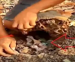 معماری طبیعت؛ بچه طوطی ها رو پیدا کرد به فرزندخوندگی گرفت بزرگ شدن خونشو کردن آمازون