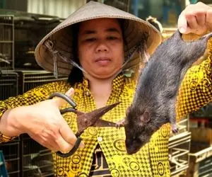 غذای چندش؛ موش ها رو وحشتناک کثیف پروش میدن چاق که شد با دست پوستشو میکنن میخورن