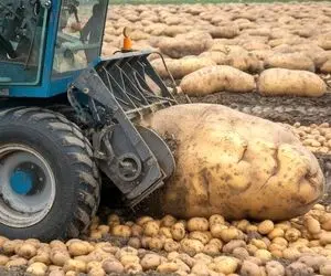 محصولات کشاورزی بزرگ؛ سیب زمینی کاشتن به قدری بزرگ عمل اومد برای درآوردنش بابکت آوردن