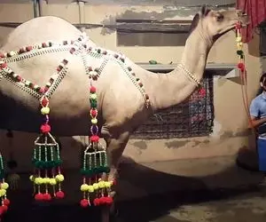 قربانی کردن شتر قد بلند تو خیابان ؛ بی نوا رو ببین قبل کشتن چه خوشگلش کردن!