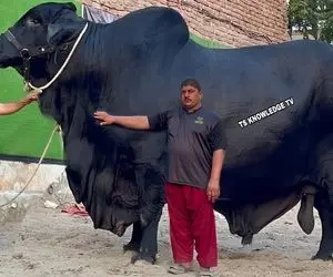 گاوهای باورنکردنی؛ گاو غول سیاه که برای ذبحش نیاز به دستگاه های فوق پیشرفته هست