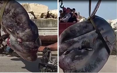 ویدیو عجیب از صید خورشید ماهی غول پیکر تو سوریه!