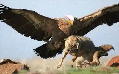 حیات وحش مصنوعی/عقاب یورش میبره گربه وحشی ببلعه اما مادرش با چنگ و دندون نجاتش میده