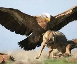 حیات وحش مصنوعی/عقاب یورش میبره گربه وحشی ببلعه اما مادرش با چنگ و دندون نجاتش میده