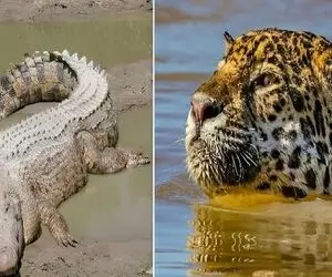 (ویدئو ) پرش جانانه پلنگ از بالای درخت برای شکار تمساح!