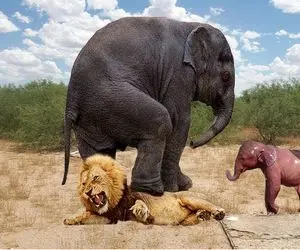 جذابیت‌های حیات وحش؛ فیل هرکول با پا گردن شیرو شکوند که هوس گوشت بچه فیل نکنه