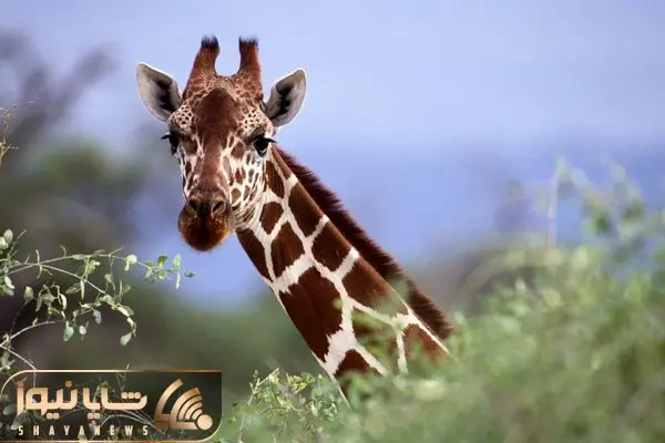 Giraffe Kicks Lions To Defend Itself