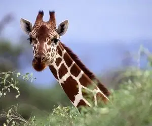 از جذابیت های حیات وحش؛ زرافه تنها وسط یه گَله شیر گُشنه که سعی میکنه تبدیل به شام نشه