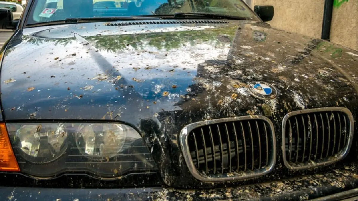 how-to-remove-bird-poop-from-car