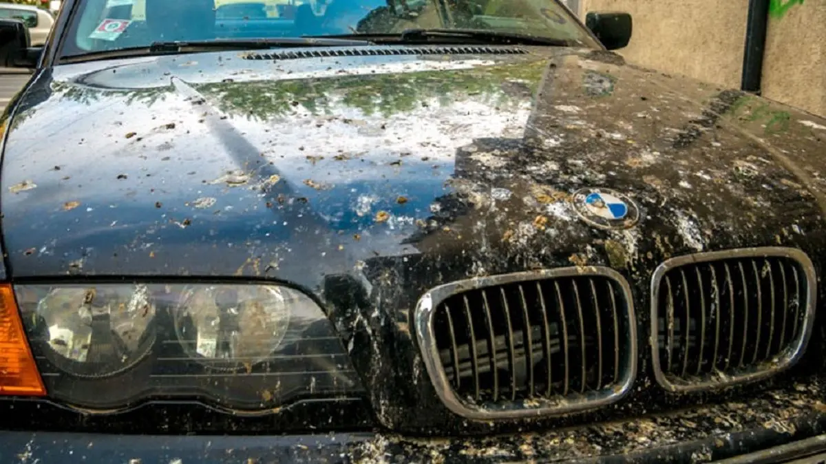 how-to-remove-bird-poop-from-car